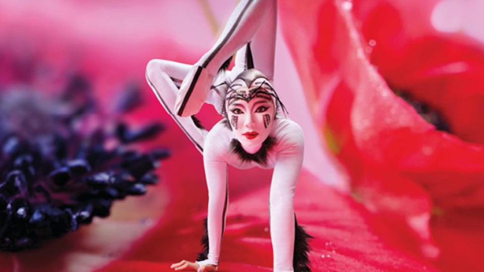 Cirque du Soleil OVO İstanbul'a Geliyor: Biletler Satışta!